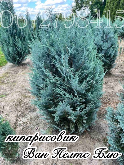 Ялівець Мунглоу, Блю Ароу, кипарисовики.