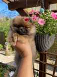 Suczka szpic miniaturowy POMERANIAN XS