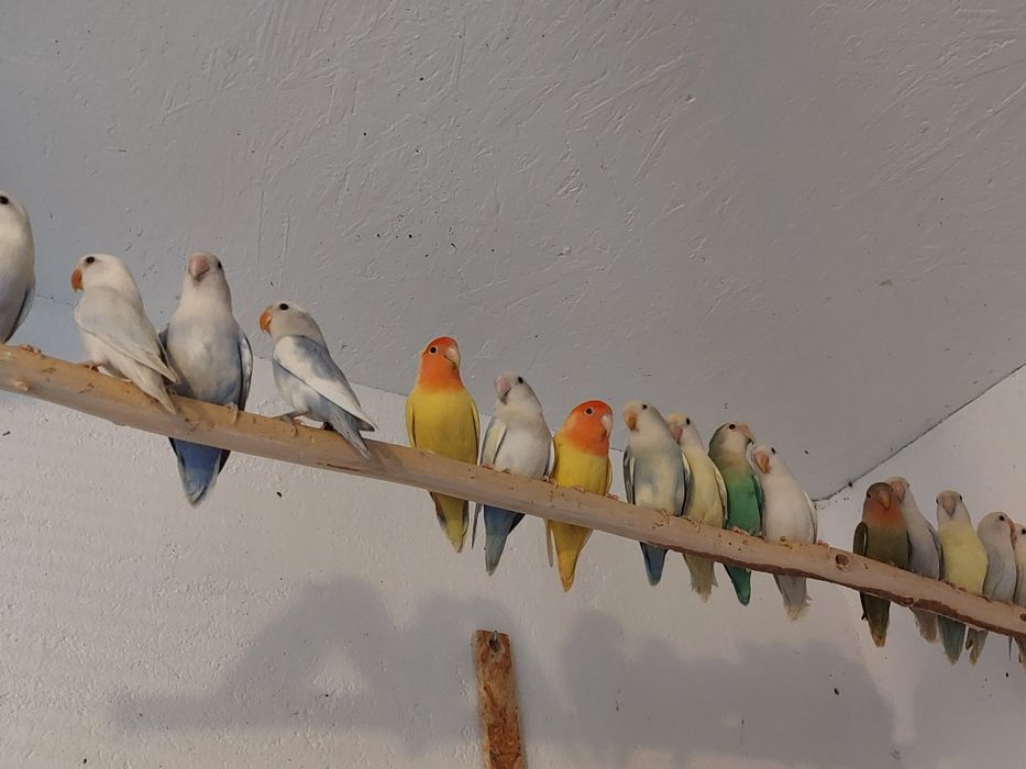 Papużki nierozłączki czerwonoczelne