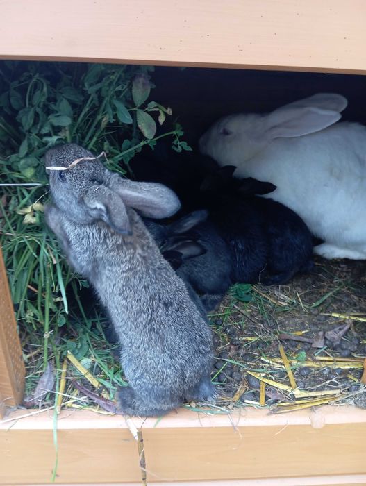Króliki młode królik mieszaniec klapiok srokacz niebieski