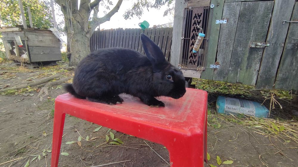 Królik samica 8 miesięcy