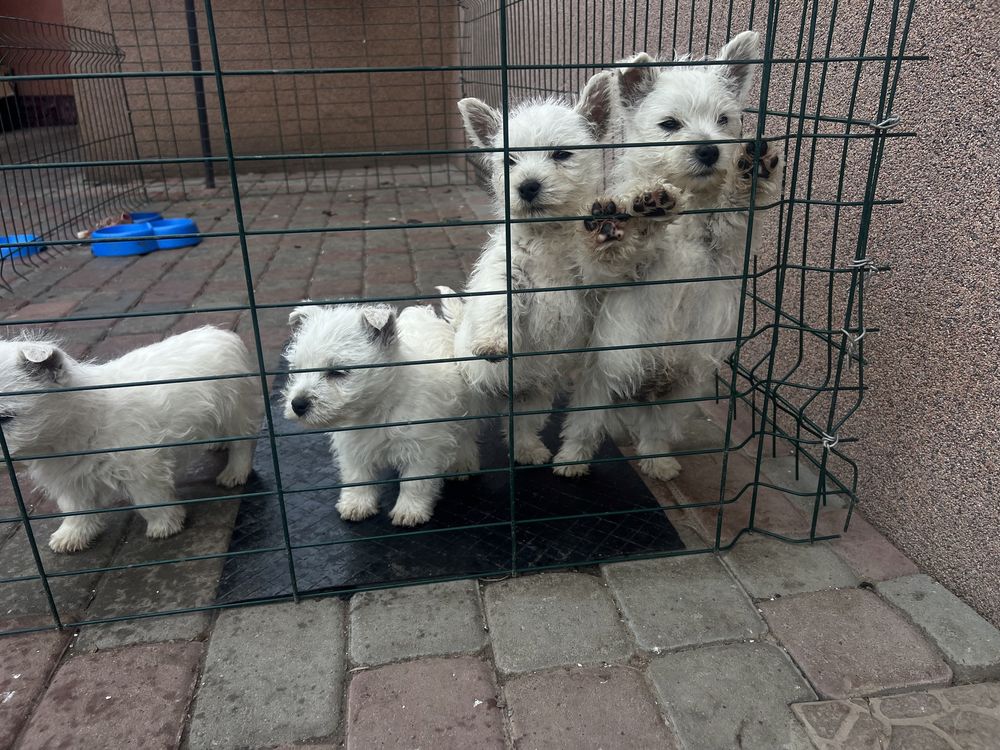 Вести найкращі друзі