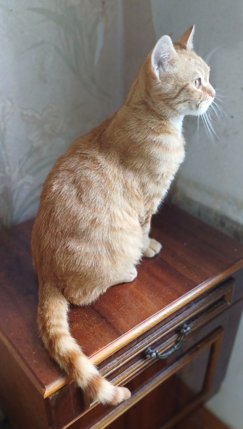 Кастрированный котик.