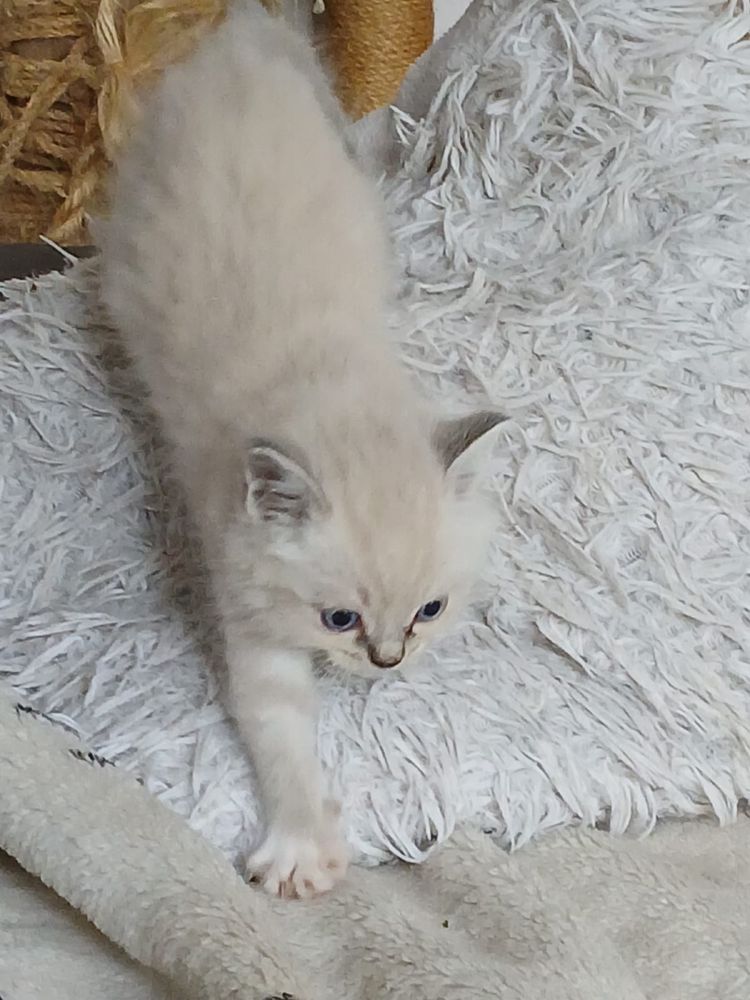Ragdoll śliczna kotka