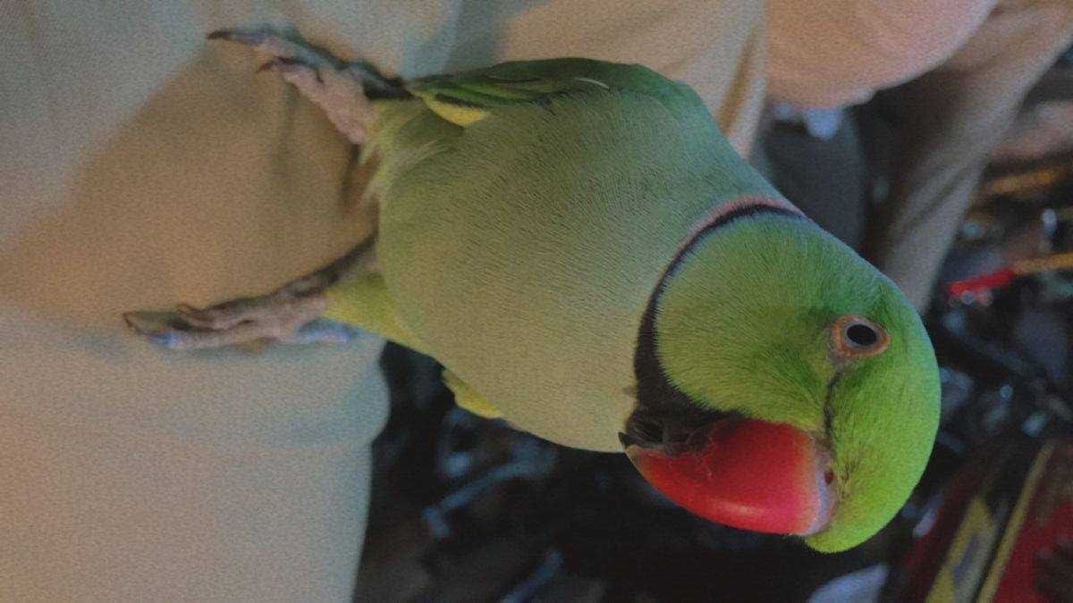 Ожереловый попугай Крамера