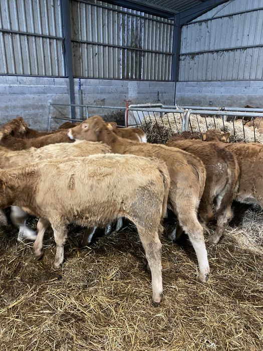 Vitelas cx de Limousines