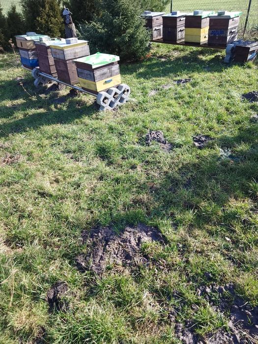 Pszczoły rodziny pszczele