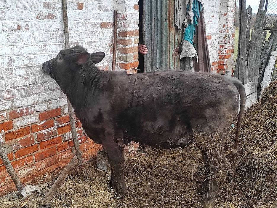 Телка, теличка, телиця.  5 міс.