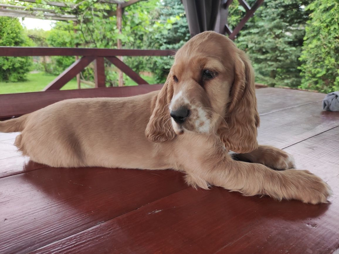 Cocker Spaniel Angielski