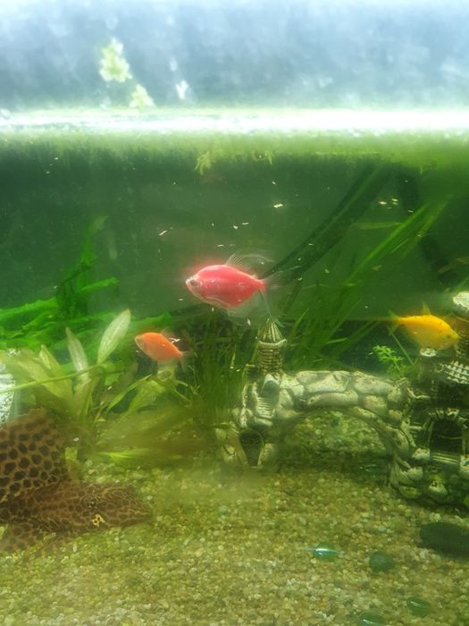 Sprzedam akwarium 160 litrów z całym osprzętem