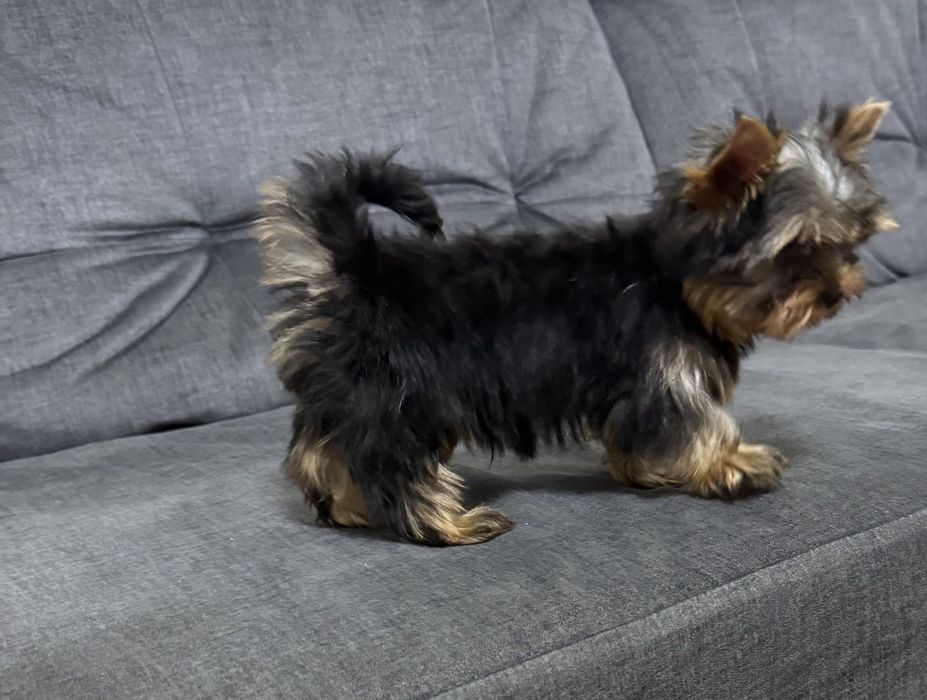 Мини малыши Йорки