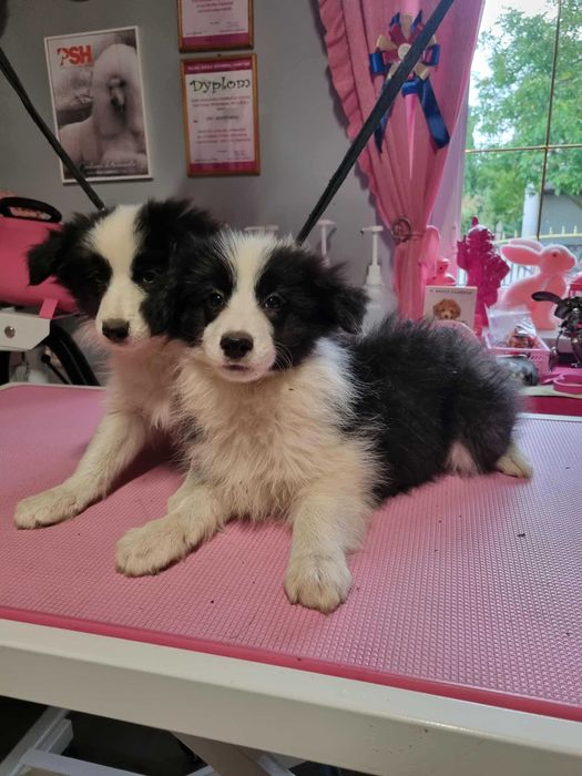 Border Collie suczka