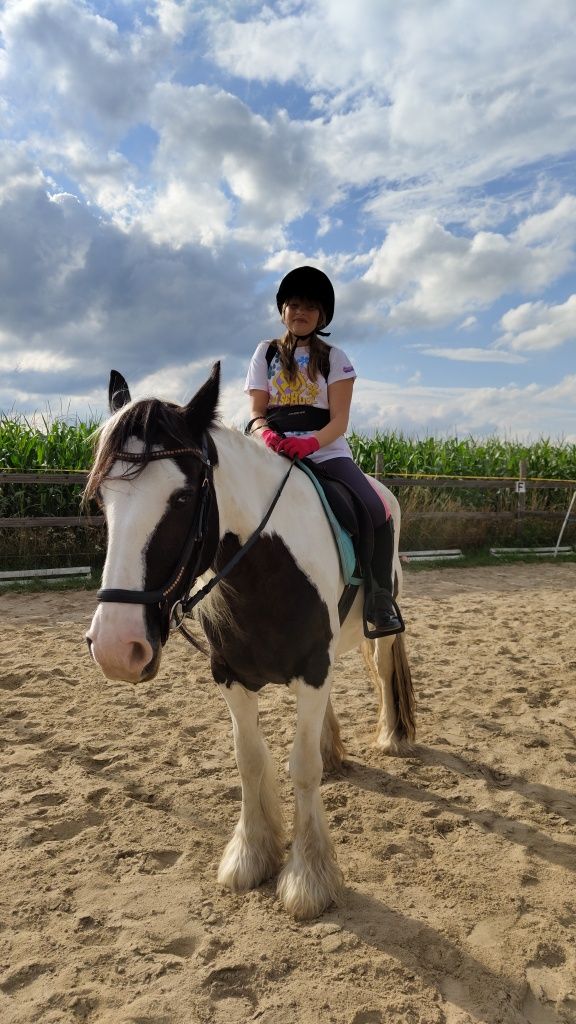 Wysoka, śliczna klacz Tinker/Irish Cob