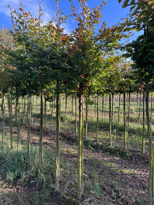 Buk pospolity 8-10, 10-12, 12-14, 14-16