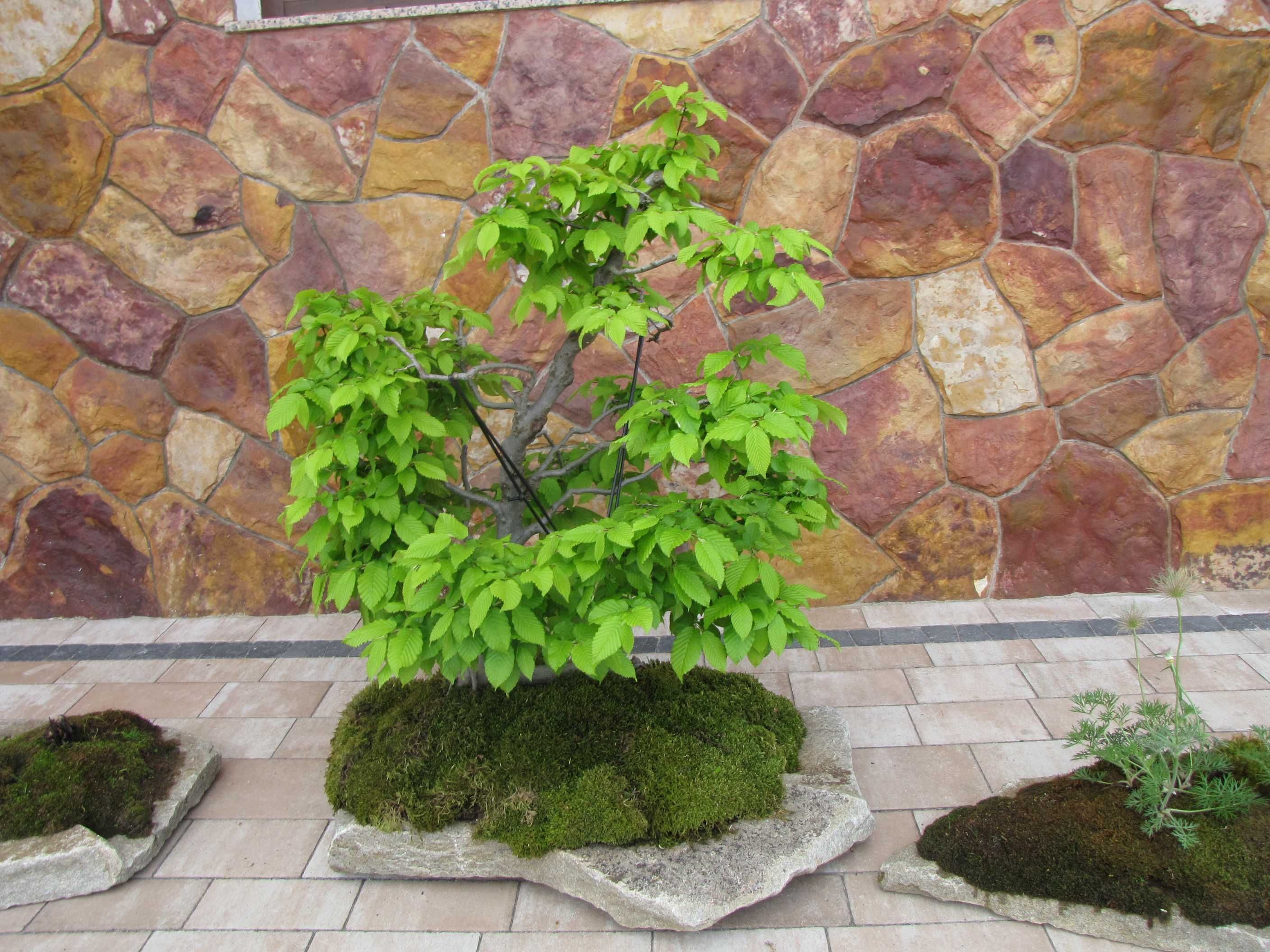 Drzewko ozdobne Bonsai