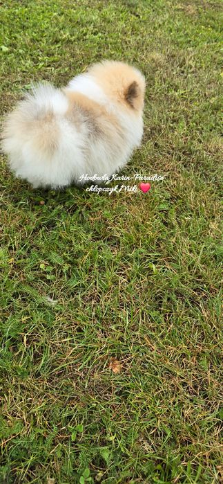 Szpic miniaturowy pomeranian piesek