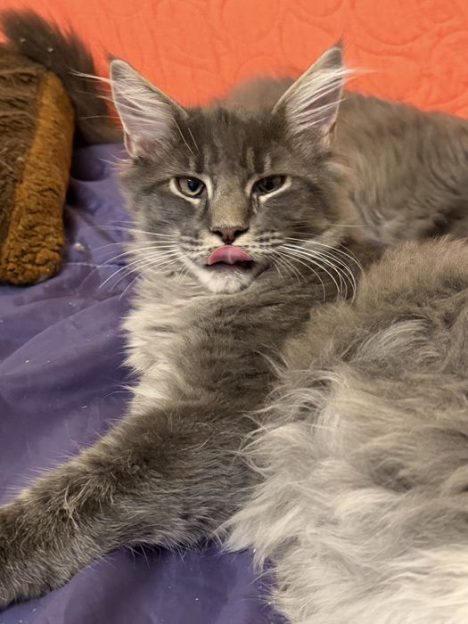 Maine coon kocurek szary niebieski pregowany fife warszawa do odbioru