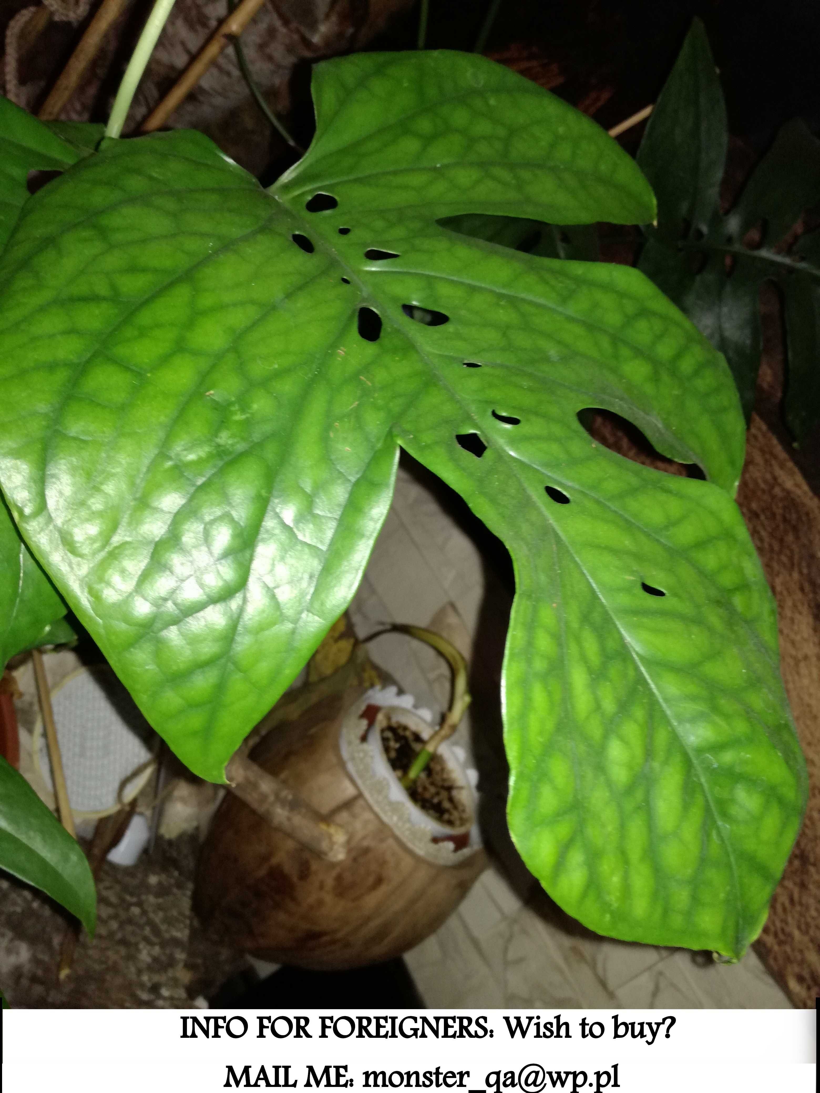 INTERNATIONAL Amydrium Spiderman Monstera philodendron filodendron med