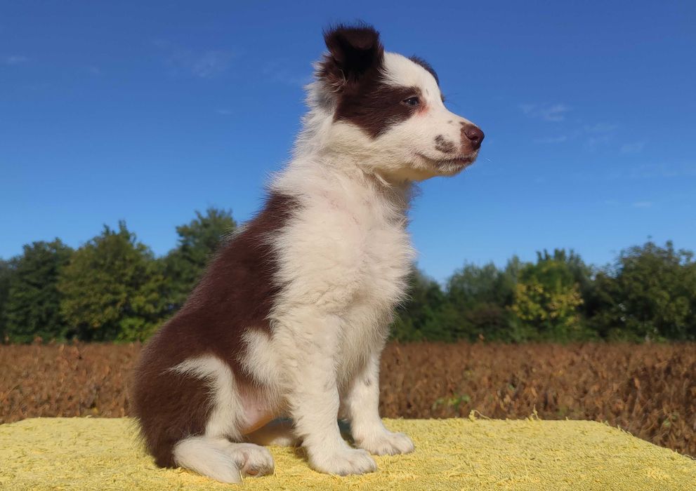 Piękna Rasowa Suczka Border Collie z pełną dok. hodowli
