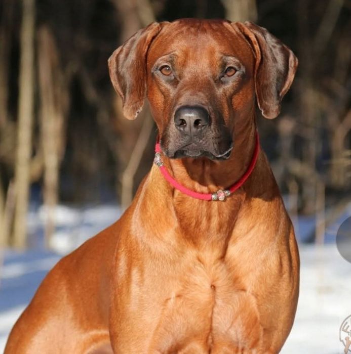 Rhodesian Ridgeback-urocza suczka