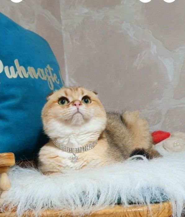 Золотой вислоухий шиншилла