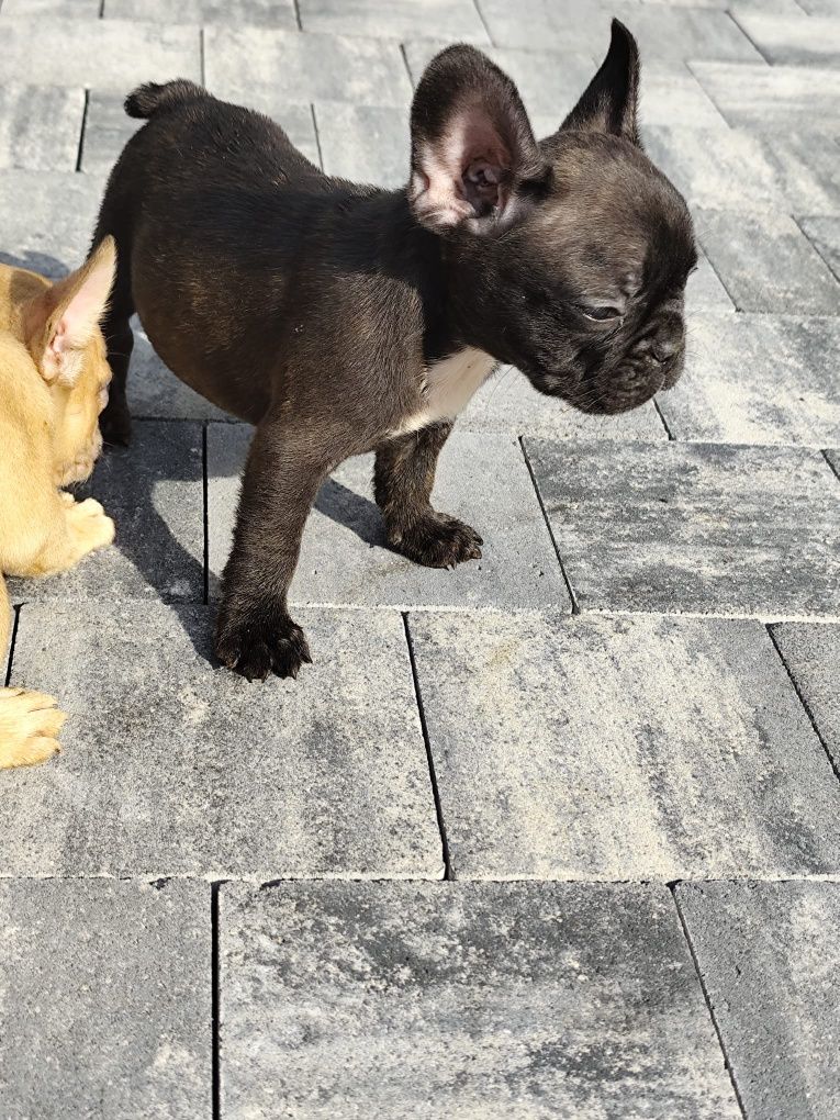 Buldog francuski sunia