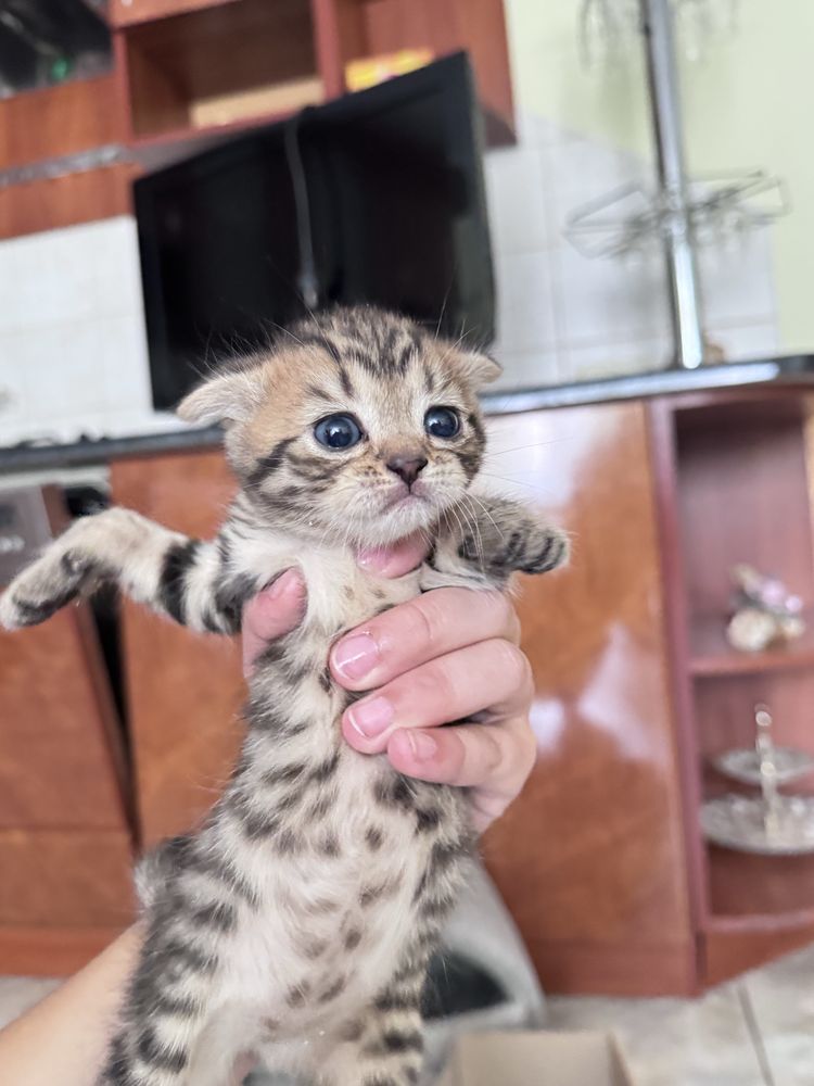 Гарні котики весловушки