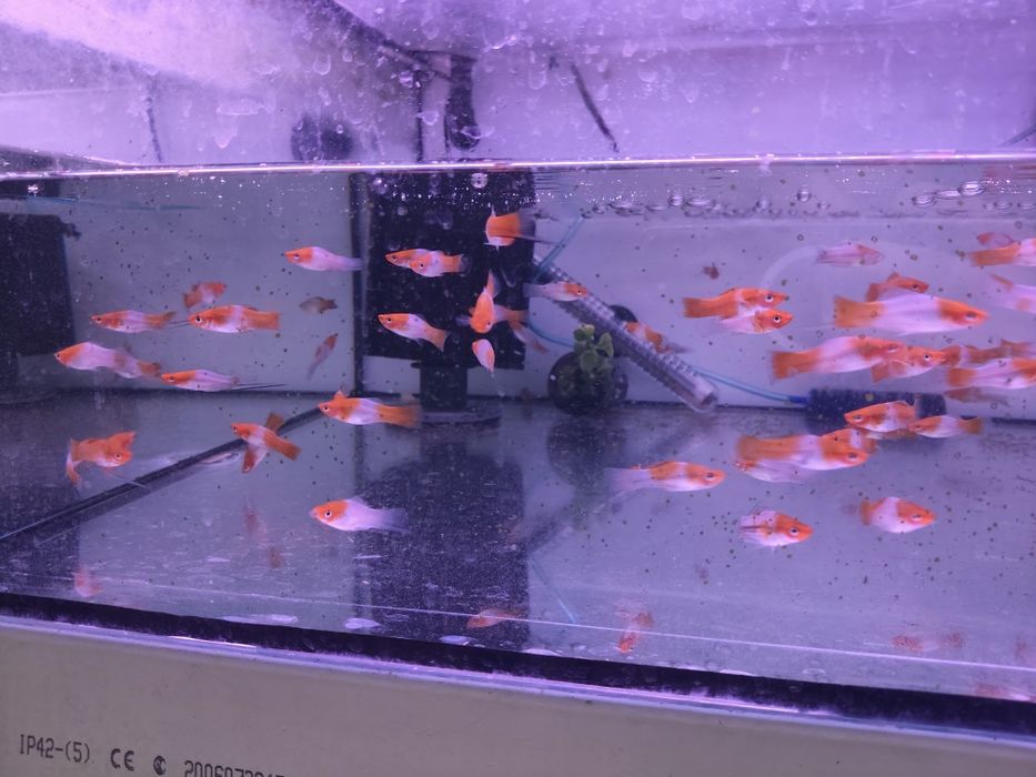 Peixe Espada    kohaku