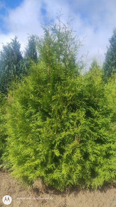 Thuja brabant 180-200cm