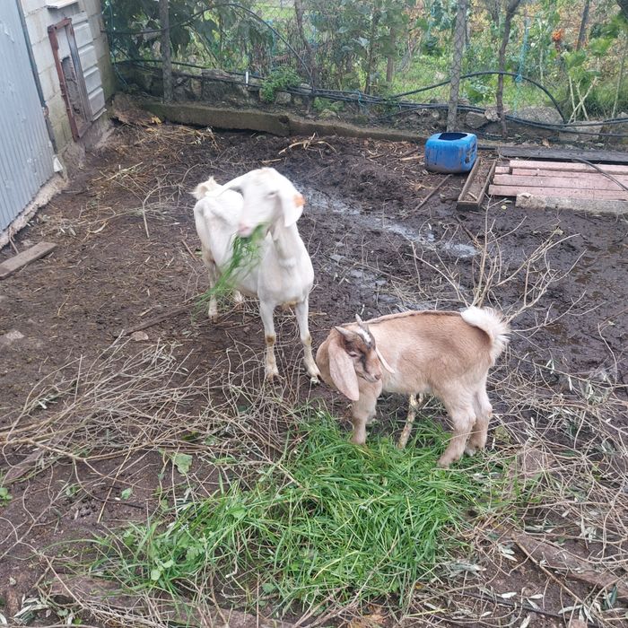 Cabra boa raça com filho