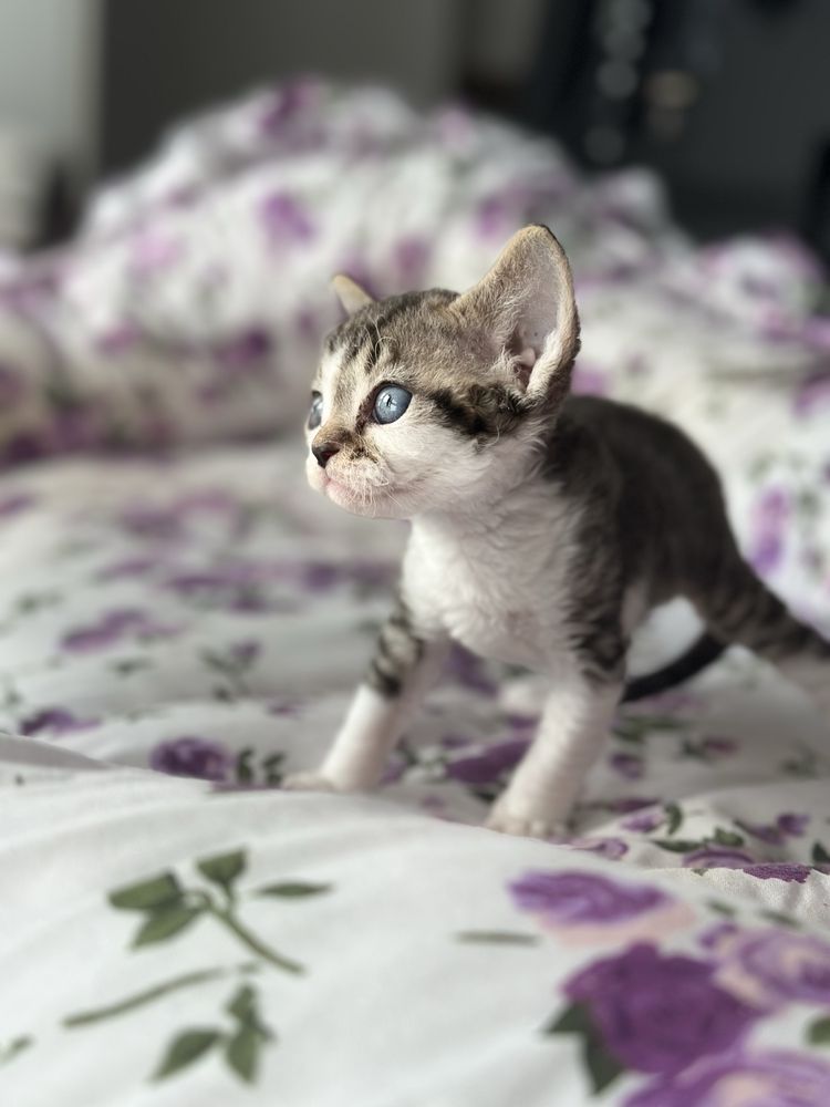 Chlopczyk devon rex