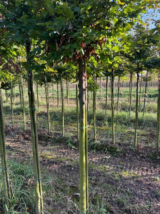 Buk pospolity 8-10, 10-12, 12-14, 14-16