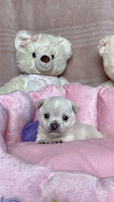 Mini Śliczna Sunia Chihuahua Rodowód