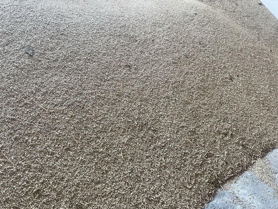 Owies na opał Jęczmień ozimy