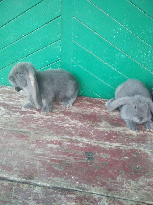 Продає молодняк французький  баран