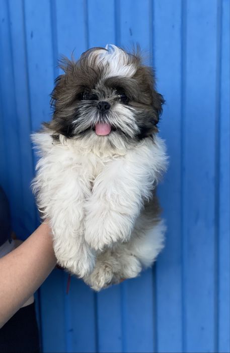 Хлопчик і дівчинка шитцу  шукає мам пап