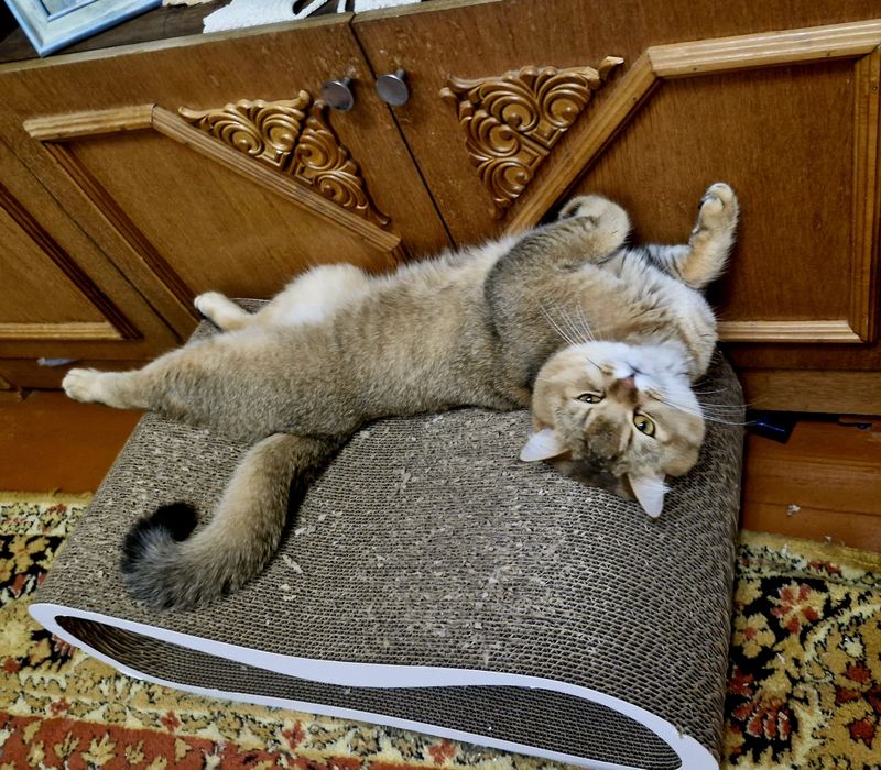 В'язка котів (кіт запрошує на зустріч)