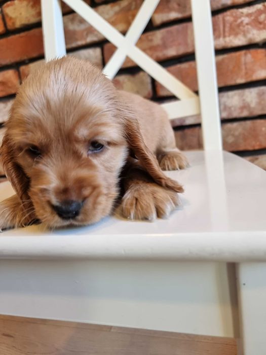 Cocker spaniel angielski śliczny szczeniaczek do odbioru