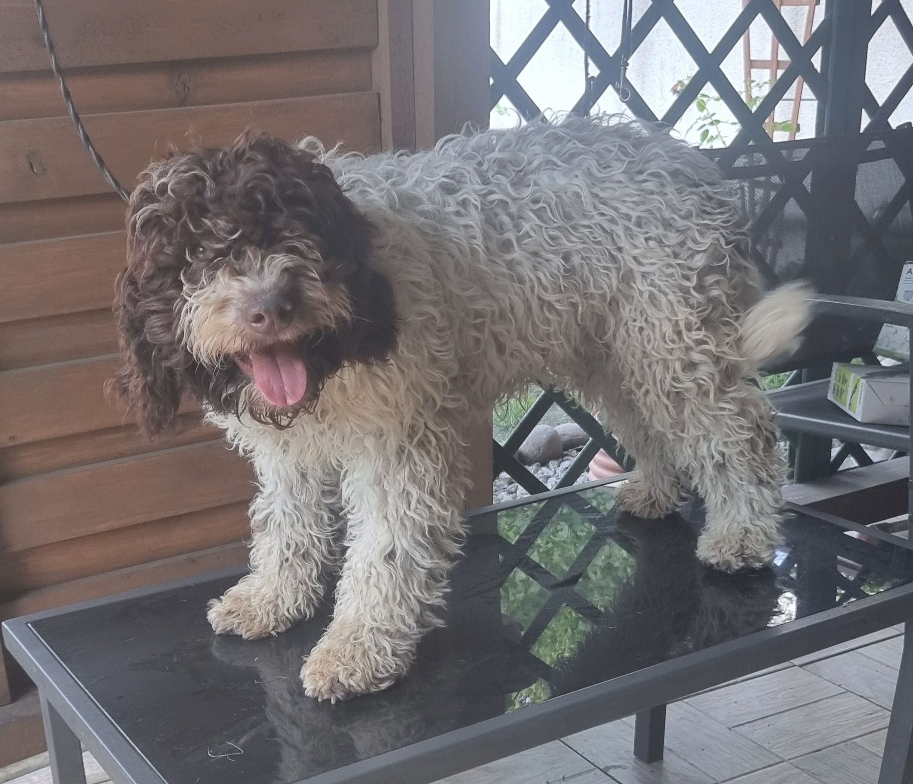 Lagotto Romagnolo piesek