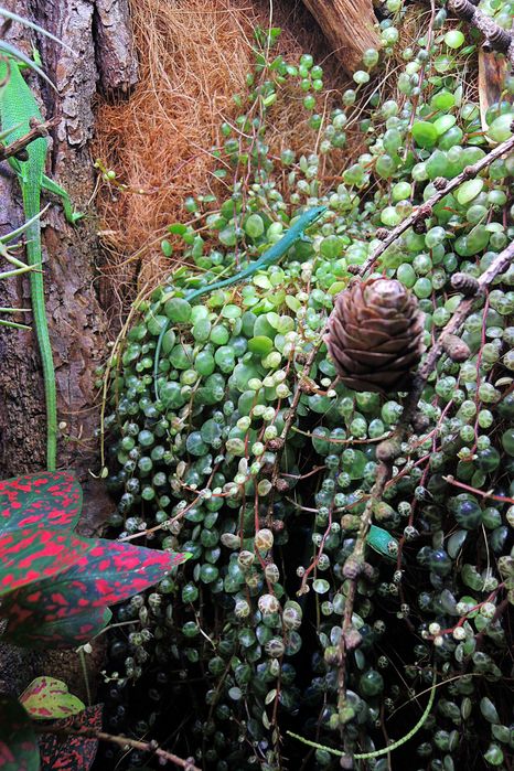 Rośliny do terrarium, paludarium, las w słoiku, akwarium- na kompost?