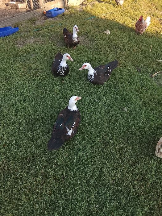 Продам три індокачки.