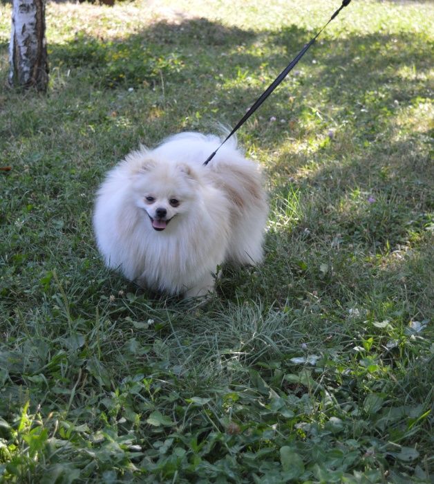 Шикарный кобель шпица для вязки!