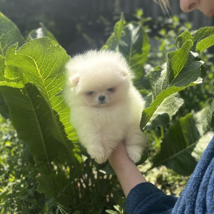 хлопчик шоу класу тип ведмедик