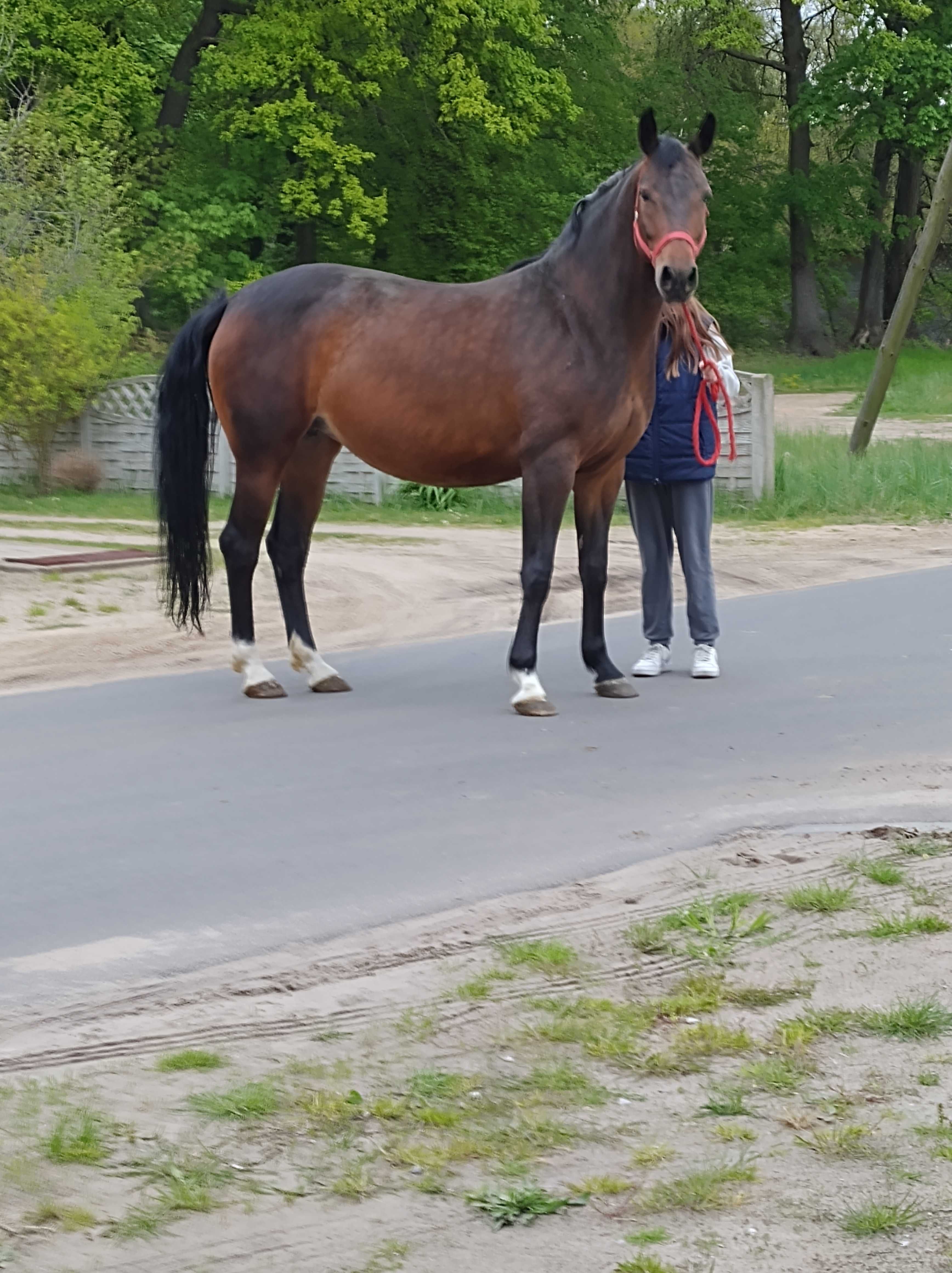 Klacz źrebna Cascasll