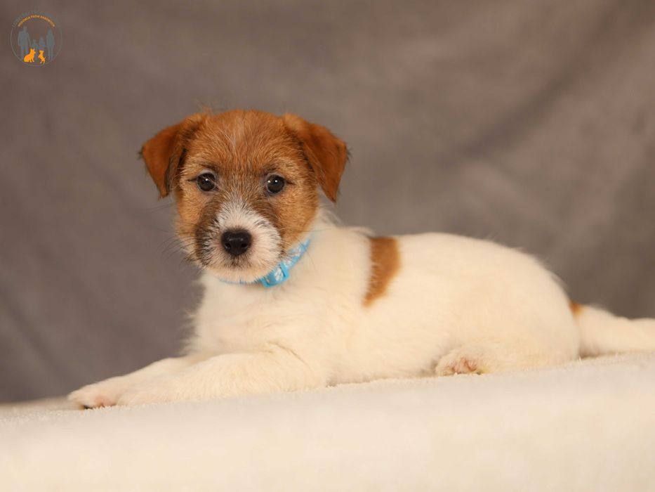 Jack Russell Terrier ZKwP FCI po Championie PL