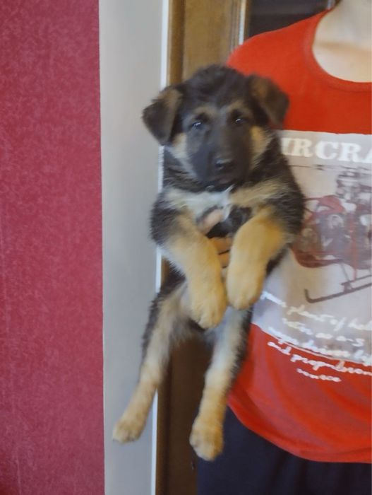 Продам цуценят Німецької вівчарки