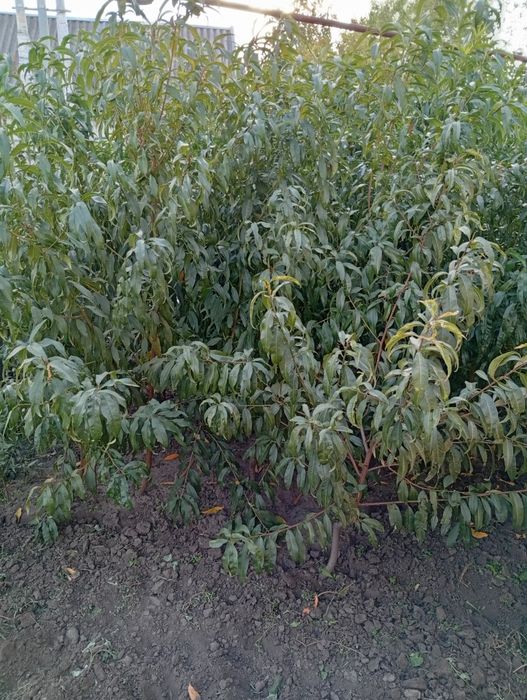 Продам саджанці персику