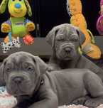 Щастя поруч Львівському питомнику-Cane corso