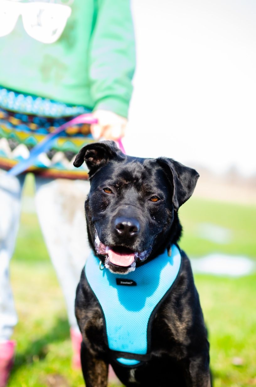 Amstaff szuka domu