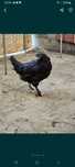 Kury młode nioski green shell blue shell marans rossa